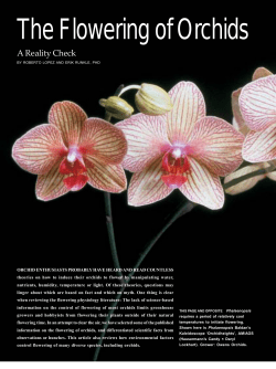 The Flowering of Orchids