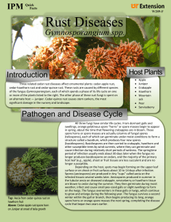 Rust Diseases - University of Tennessee Extension
