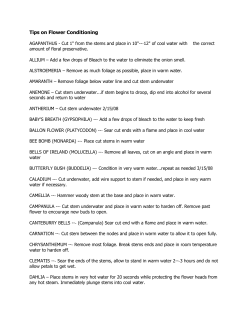 Tips on Flower Conditioning