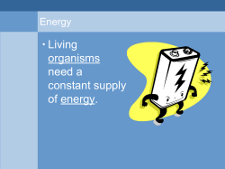 Copy of Food_chains_webs_ppt-1.odp