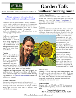 Sunflowers a Growing guide