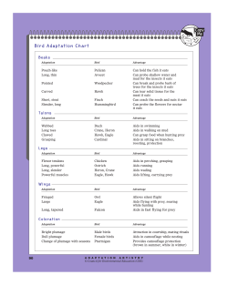 Bird Adaptation Chart