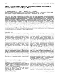 Model of Chromosome Motility in Drosophila Embryos: Adaptation of