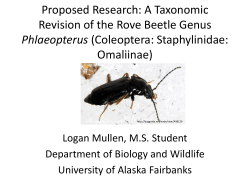 A Taxonomic Revision of the Rove Beetle Genus Phlaeopterus
