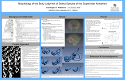 capstone poster.key