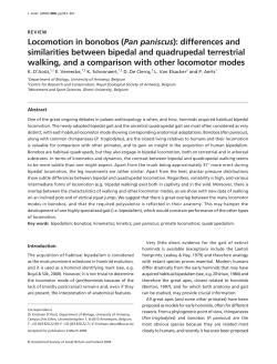 Locomotion in bonobos (Pan paniscus): differences and similarities