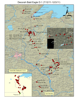 Decorah Bald Eagle D-1 (7/12/11-12/3/11)