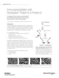 Immunoprecipitation with Dynabeads&reg; Protein A or Protein G