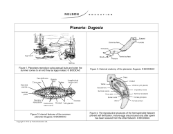 Planaria: Dugesia