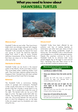 HAWKSBILL TURTLES