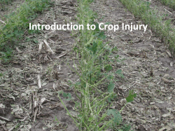 08 Introduction to Crop Injury_0
