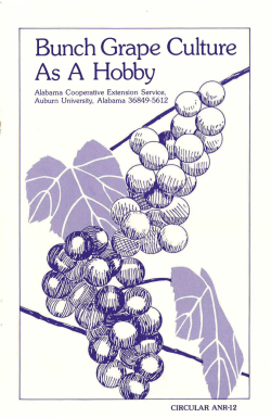 Bunch Grape Culture As A Hobby - Alabama Cooperative Extension