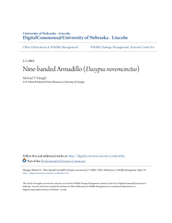 Nine-banded Armadillo (Dasypus novemcinctus)