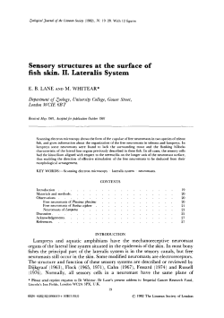 Sensory structures at the surface of fish skin. II. Lateralis System