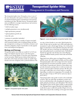 MF2997 Twospotted Spider Mite Management in Greenhouses and
