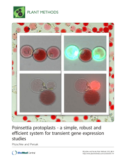 Poinsettia protoplasts - a simple, robust and efficient system for