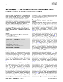 Self-organisation and forces in the microtubule cytoskeleton