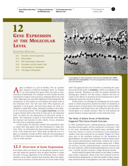 gene expression at the molecular level