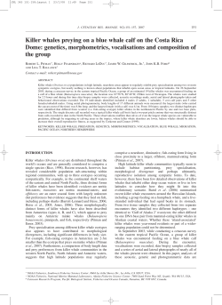 Killer whales preying on a blue whale calf on the Costa Rica Dome