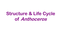 of Anthoceros