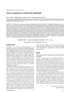 Furrow constriction in animal cell cytokinesis - LMM