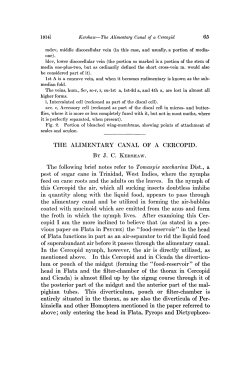 the alimentary canal of a cercopid. by jc kershaw.
