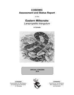 Eastern Milksnake,Lampropeltis triangulum