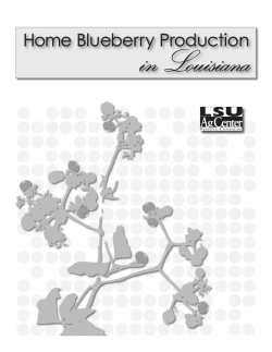 Home Blueberry Production in Louisiana