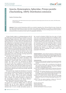 Prionyx pumilio - Check List: Journal of Species Lists and Distribution