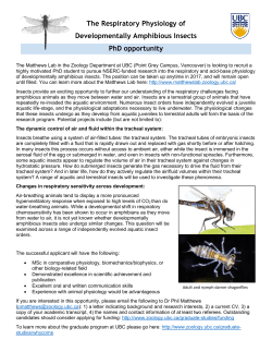 The Respiratory Physiology of Developmentally Amphibious Insects