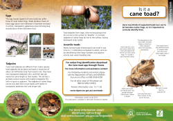 cane toad? - Department of Parks and Wildlife