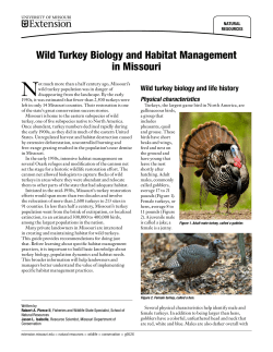 g09526WildTurkeyBiology