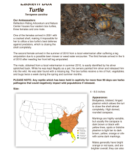 Eastern Box Turtle - Reflection Riding