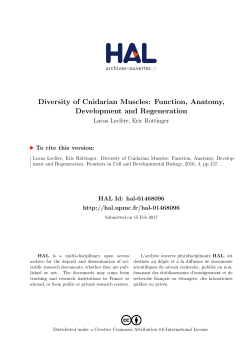 Diversity of Cnidarian Muscles: Function, Anatomy
