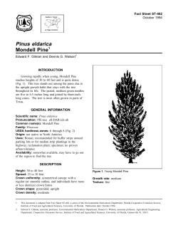 Pinus eldarica Mondell Pine - Environmental Horticulture