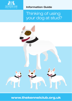 Thinking of using your dog at stud?