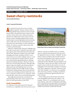 Sweet cherry rootstocks - WSU Tree Fruit