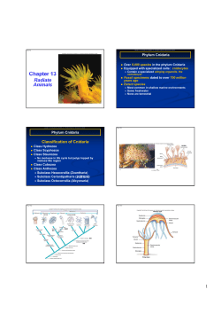 Classification of Cnidaria