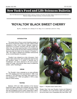 `ROYALTON` BLACK SWEET CHERRY