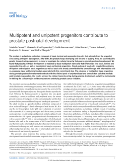Multipotent and unipotent progenitors contribute to prostate