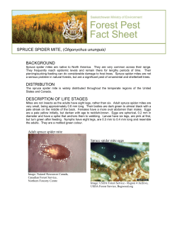 SPRUCE SPIDER MITE, (Oligonychus ununguis)