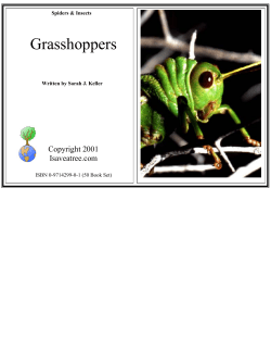 Grasshoppers