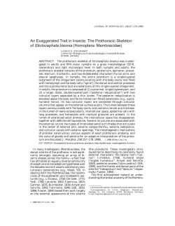 An exaggerated trait in insects: The prothoracic skeleton of