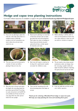 3222 sow seeds - Greenpeace UK