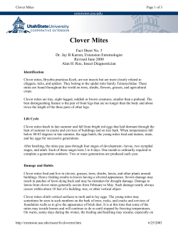 Clover Mites