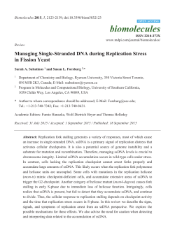 Managing Single-Stranded DNA during Replication Stress in Fission
