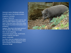 Common name: Himalayan wild pig Scien?fic name: Sus Scrofa
