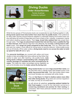 Diving Ducks