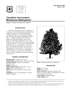 Taxodium mucronatum Montezuma Baldcypress