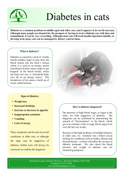 Diabetes in cats - Hawthorne Lodge Vets